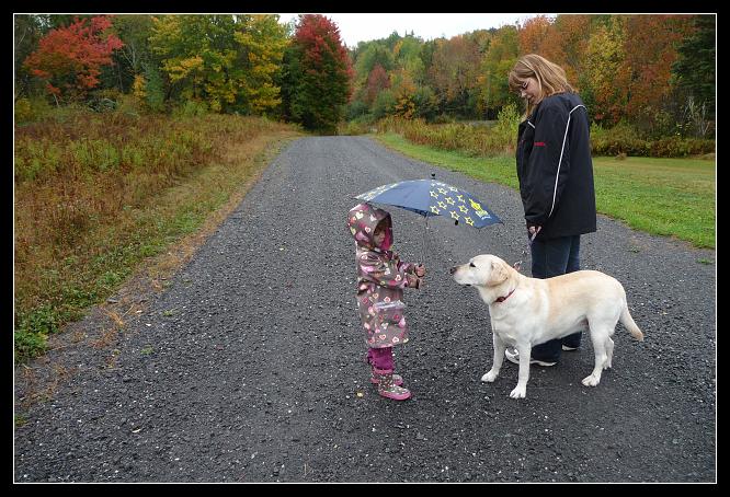 Dog umbrella